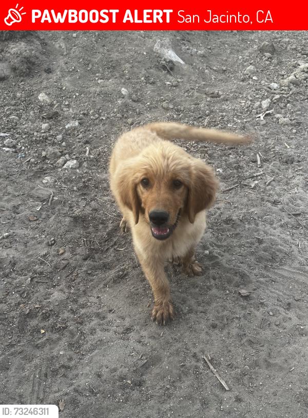 Lost Female Dog last seen 7th st, San Jacinto, CA 92582