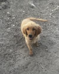 Lost Female Dog last seen 7th st, San Jacinto, CA 92582