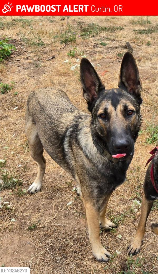 Lost Male Dog last seen Territorial Hwy and Curtain Rd, Curtin, OR 97424