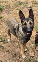 Lost Male Dog last seen Territorial Hwy and Curtain Rd, Curtin, OR 97424