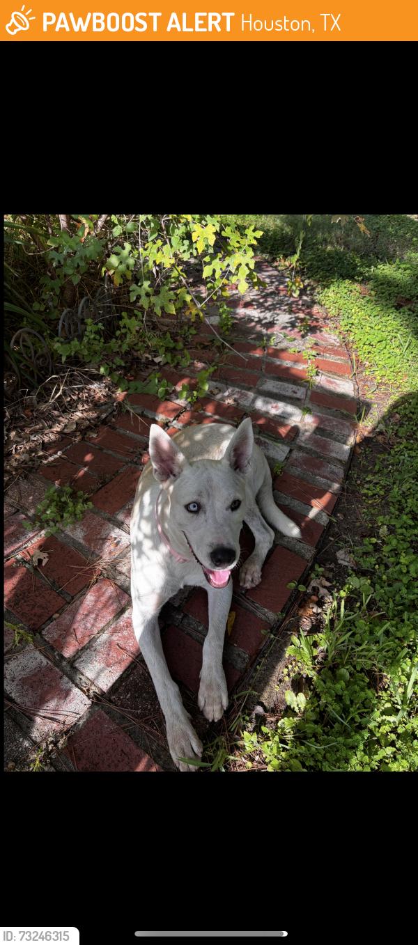 Found/Stray Male Dog last seen Fairbanks, Houston, TX 77086
