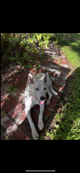 Found/Stray Male Dog last seen Fairbanks, Houston, TX 77086