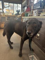 Found/Stray Male Dog last seen Rte 20, Wayland, MA 01778