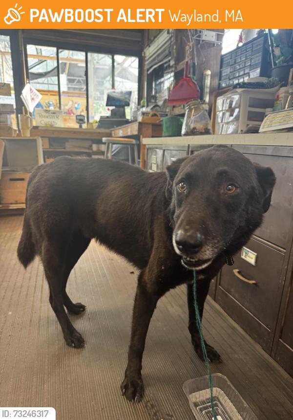 Found/Stray Male Dog last seen Rte 20, Wayland, MA 01778