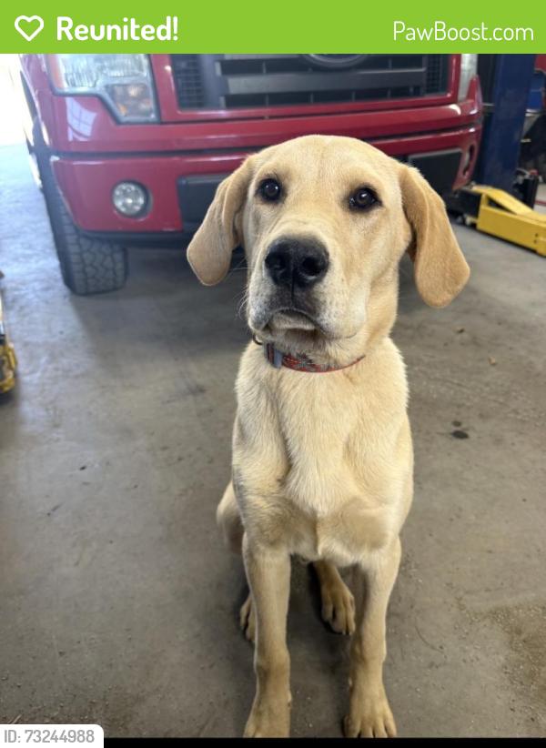 Reunited Male Dog last seen Starnes rd, bowman rd Dudley shoals, Caldwell County, NC 28630