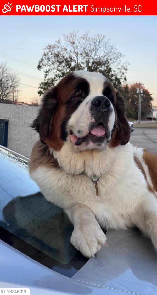 Lost Male Dog last seen Green hill dr, Simpsonville, SC 29681