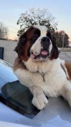 Lost Male Dog last seen Green hill dr, Simpsonville, SC 29681