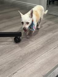 Found/Stray Female Dog last seen N Shelton St, Burbank, CA, Burbank, CA 91506