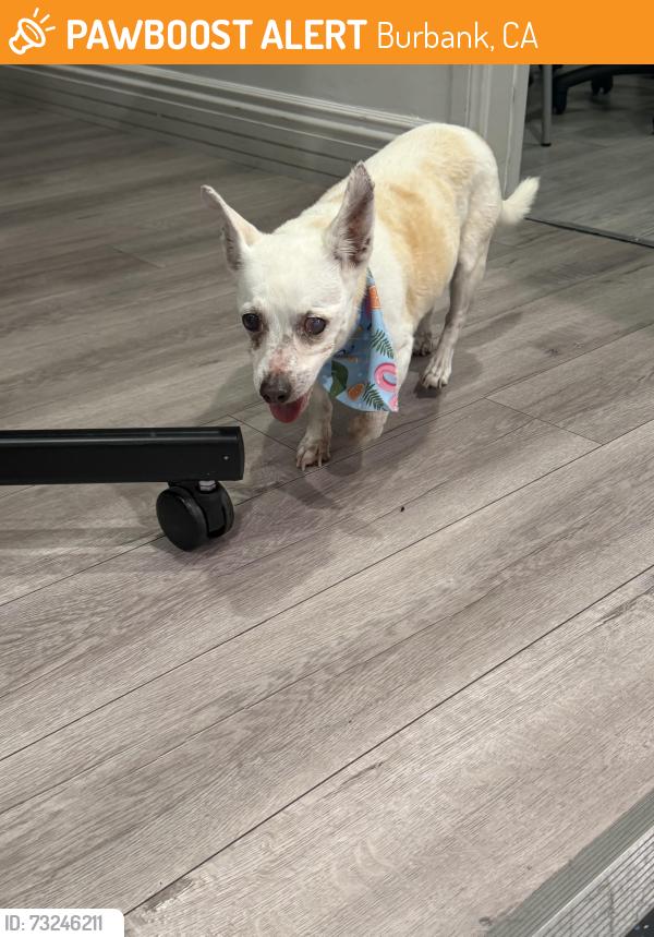 Found/Stray Female Dog last seen N Shelton St, Burbank, CA, Burbank, CA 91506