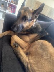 Lost Male Dog last seen Food4less, Escondido, CA 92025