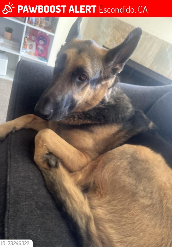 Lost Male Dog last seen Food4less, Escondido, CA 92025