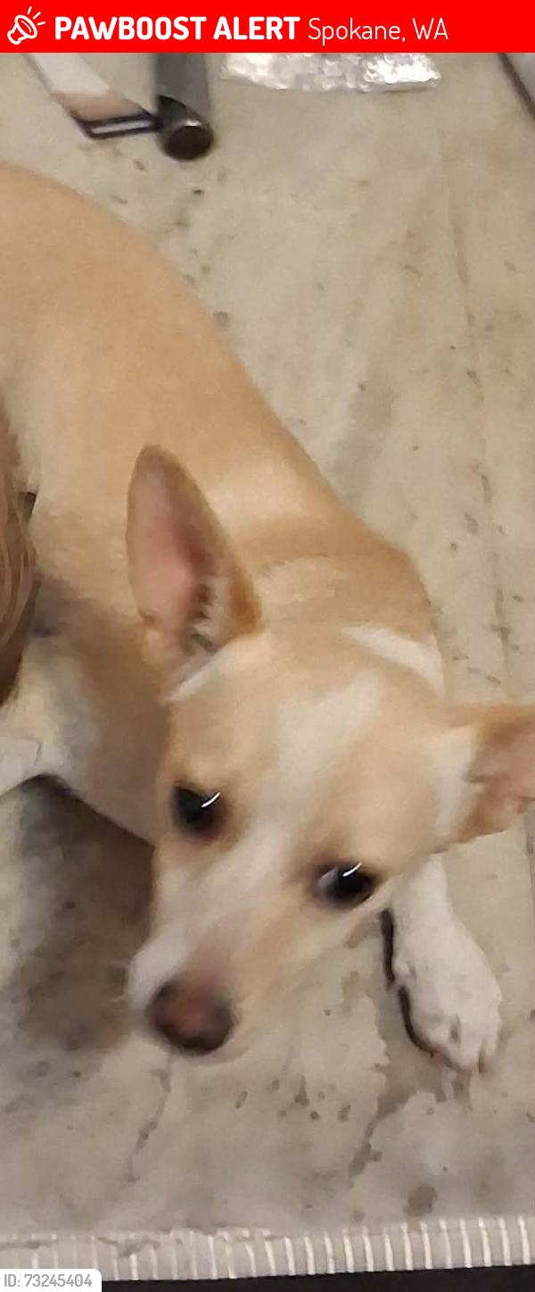 Lost Male Dog last seen 3rd and ash street near the chevron located on the right side if heading sout., Spokane, WA 99201