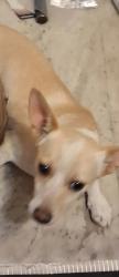 Lost Male Dog last seen 3rd and ash street near the chevron located on the right side if heading sout., Spokane, WA 99201