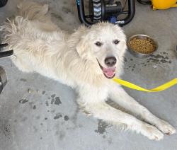 Reunited Male Dog last seen East Lakewood Ave with S Roxboro St, Durham, NC 27722