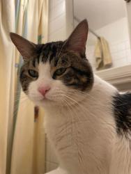 Lost Male Cat last seen Red Rock Group Campground and Picnic Site - Pike National Forest marker 342 Cascade Trail mile marker 4, Woodland Park, CO 80863
