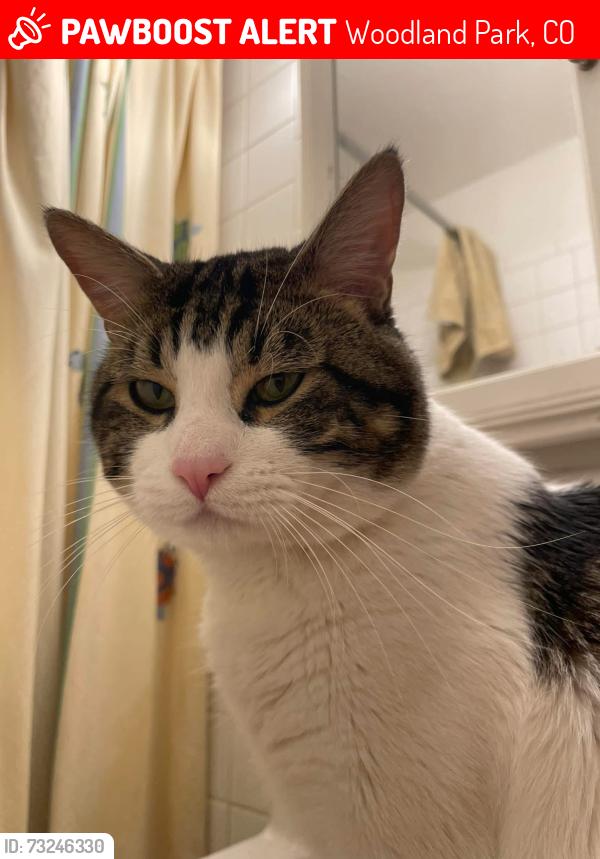 Lost Male Cat last seen Red Rock Group Campground and Picnic Site - Pike National Forest marker 342 Cascade Trail mile marker 4, Woodland Park, CO 80863