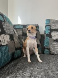 Lost Female Dog last seen West beach Indiana, Gary, IN 46403