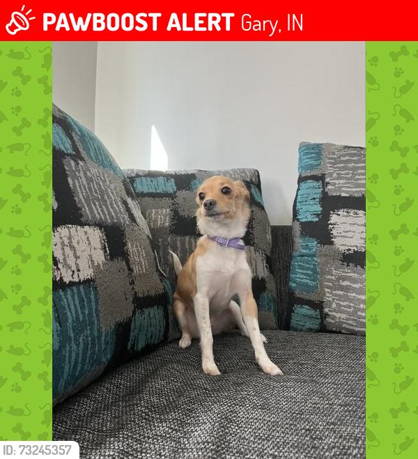 Lost Female Dog last seen West beach Indiana, Gary, IN 46403