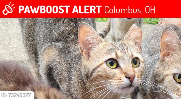 Lost Female Cat last seen Between hard road and Billingsley, Columbus, OH 43235