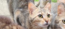 Lost Female Cat last seen Between hard road and Billingsley, Columbus, OH 43235