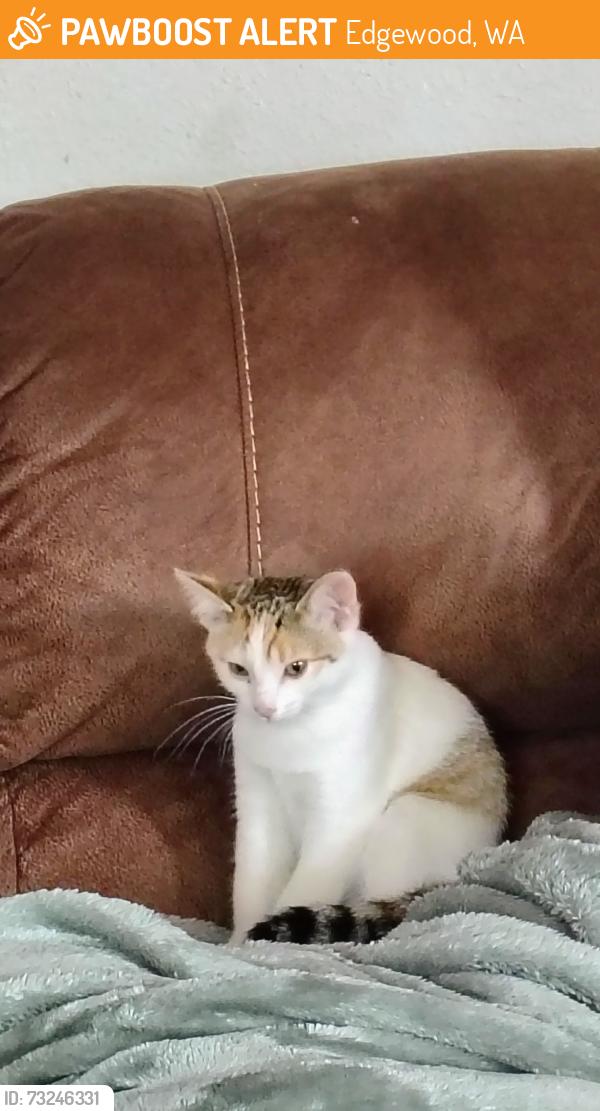 Found/Stray Unknown Cat last seen Edgemont Park, Edgewood, WA 98372