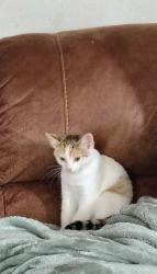 Found/Stray Unknown Cat last seen Edgemont Park, Edgewood, WA 98372