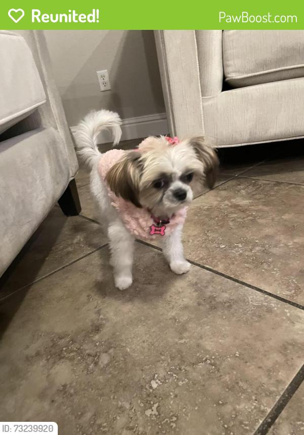 Reunited Female Dog last seen Harvest park drive, Elk Grove, CA 95757