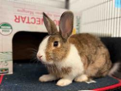 Shelter Stray Male Rabbit last seen , 5821 Sweetwater Rd, Bonita, CA 91902, USA