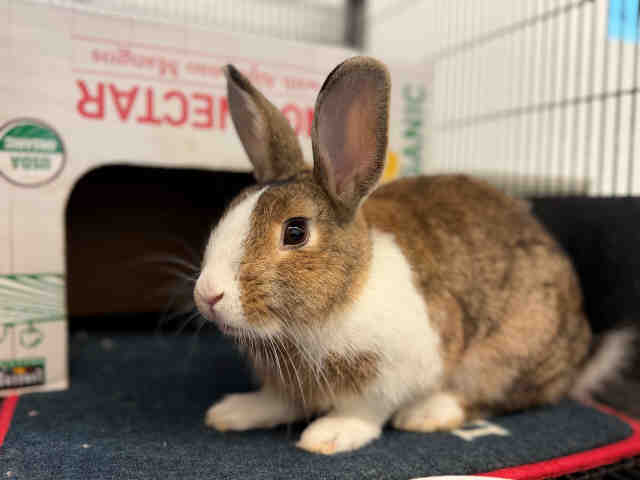 Shelter Stray Male Rabbit last seen , 5821 Sweetwater Rd, Bonita, CA 91902, USA