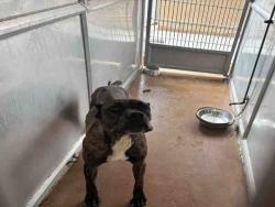 Shelter Stray Female Dog last seen , 5821 Sweetwater Rd, Bonita, CA 91902, USA