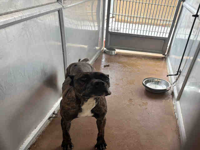 Shelter Stray Female Dog last seen , 5821 Sweetwater Rd, Bonita, CA 91902, USA