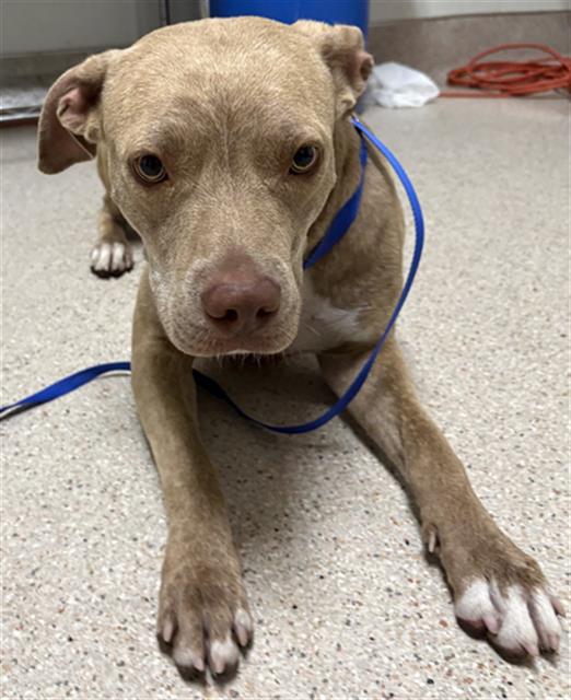 Shelter Stray Female Dog last seen Near BLOCK E 2ND ST, BUTTONWILLOW CA 93206, 3951 Fruitvale Ave, Bakersfield, CA 93308, USA