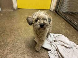 Shelter Stray Female Dog last seen Near BLK OF FELICITA, 5821 Sweetwater Rd, Bonita, CA 91902, USA