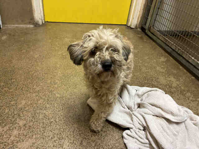 Shelter Stray Female Dog last seen Near BLK OF FELICITA, 5821 Sweetwater Rd, Bonita, CA 91902, USA