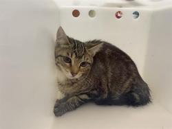Shelter Stray Unknown Cat last seen Near BLOCK W STARK ST, 3839 W Burnham St, West Milwaukee, WI 53215, USA