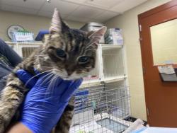 Shelter Stray Female Cat last seen , 3839 W Burnham St, West Milwaukee, WI 53215, USA