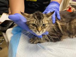 Shelter Stray Female Cat last seen , 3839 W Burnham St, West Milwaukee, WI 53215, USA