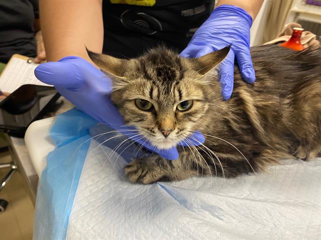 Shelter Stray Female Cat last seen , 3839 W Burnham St, West Milwaukee, WI 53215, USA