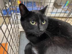 Shelter Stray Female Cat last seen , 3839 W Burnham St, West Milwaukee, WI 53215, USA