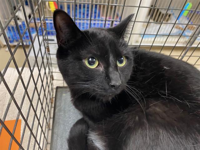 Shelter Stray Female Cat last seen , 3839 W Burnham St, West Milwaukee, WI 53215, USA