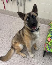 Shelter Stray Male Dog last seen 160TH AVE AND HWY 79, 12155 Park Blvd, Brighton, CO 80601, USA