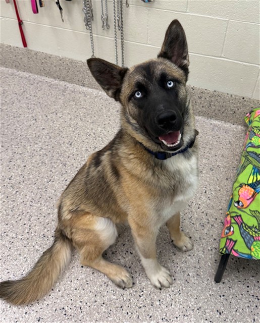 Shelter Stray Male Dog last seen 160TH AVE AND HWY 79, 12155 Park Blvd, Brighton, CO 80601, USA