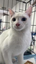 Found/Stray Male Cat last seen Near west main Alhambra, Alhambra, CA 91801