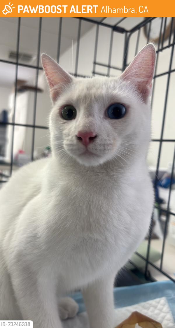 Found/Stray Male Cat last seen Near west main Alhambra, Alhambra, CA 91801