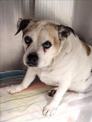 Shelter Stray Female Dog last seen , 1850 W 60th St, Los Angeles, CA 90047, USA