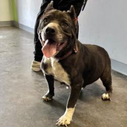 Shelter Stray Female Dog last seen , 1850 W 60th St, Los Angeles, CA 90047, USA