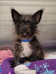 Shelter Stray Male Dog last seen , 1850 W 60th St, Los Angeles, CA 90047, USA