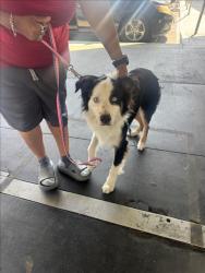 Shelter Stray Male Dog last seen , 1850 W 60th St, Los Angeles, CA 90047, USA