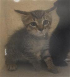 Shelter Stray Female Cat last seen N CR 426 GENEVA, 232 Eslinger Way, Sanford, FL 32773, USA