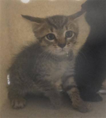 Shelter Stray Female Cat last seen N CR 426 GENEVA, 232 Eslinger Way, Sanford, FL 32773, USA